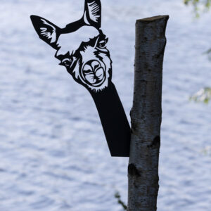 Alpaka um die Ecke guckend